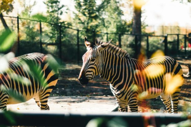wolds zoo