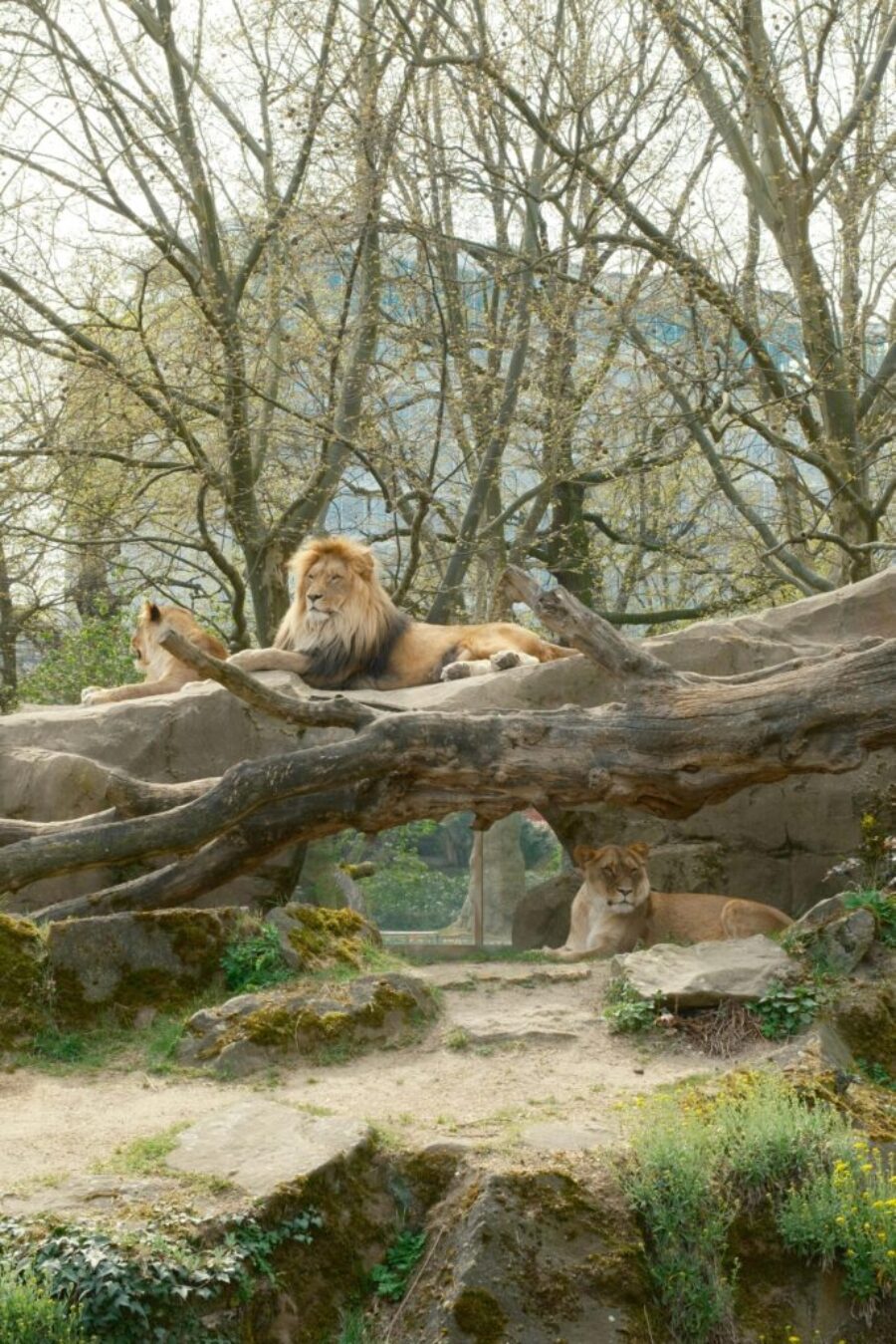 wolds zoo Lincolnshire