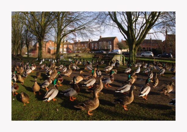 ducks on the move